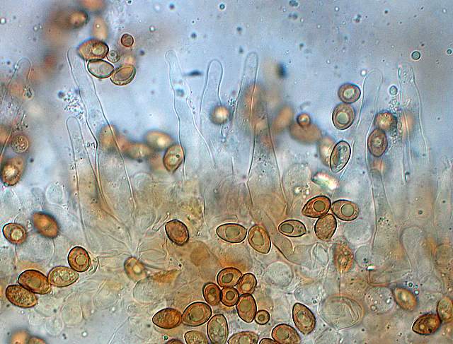 Galerina spec. Cod.:1247-07